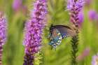 Pipevine Swallowtail on Prairie Blazing Star-Rock Cave National Park-Effingham County-Illinois Art Print